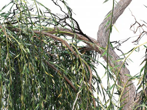 Weeping willow 3D Model