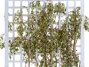 Pertumbuhan teralis Model 3D