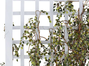 Croissance du treillis Modèle 3D