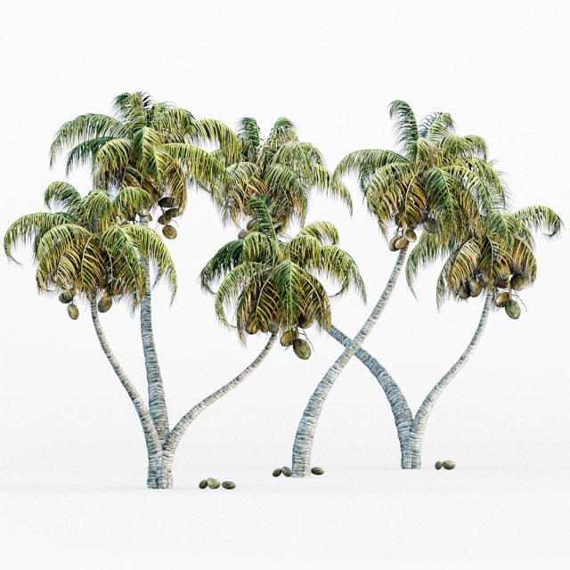 Coconut palm 3D-Modell .c4d .max .obj .3ds .fbx .stl .blend 