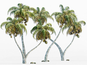 Coconut palm Modèle 3D