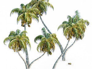 Coconut palm 3D-Modell