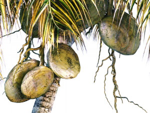 Coconut palm 3D-Modell