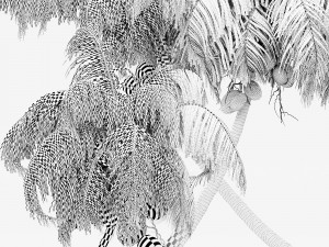 Coconut palm 3D-Modell