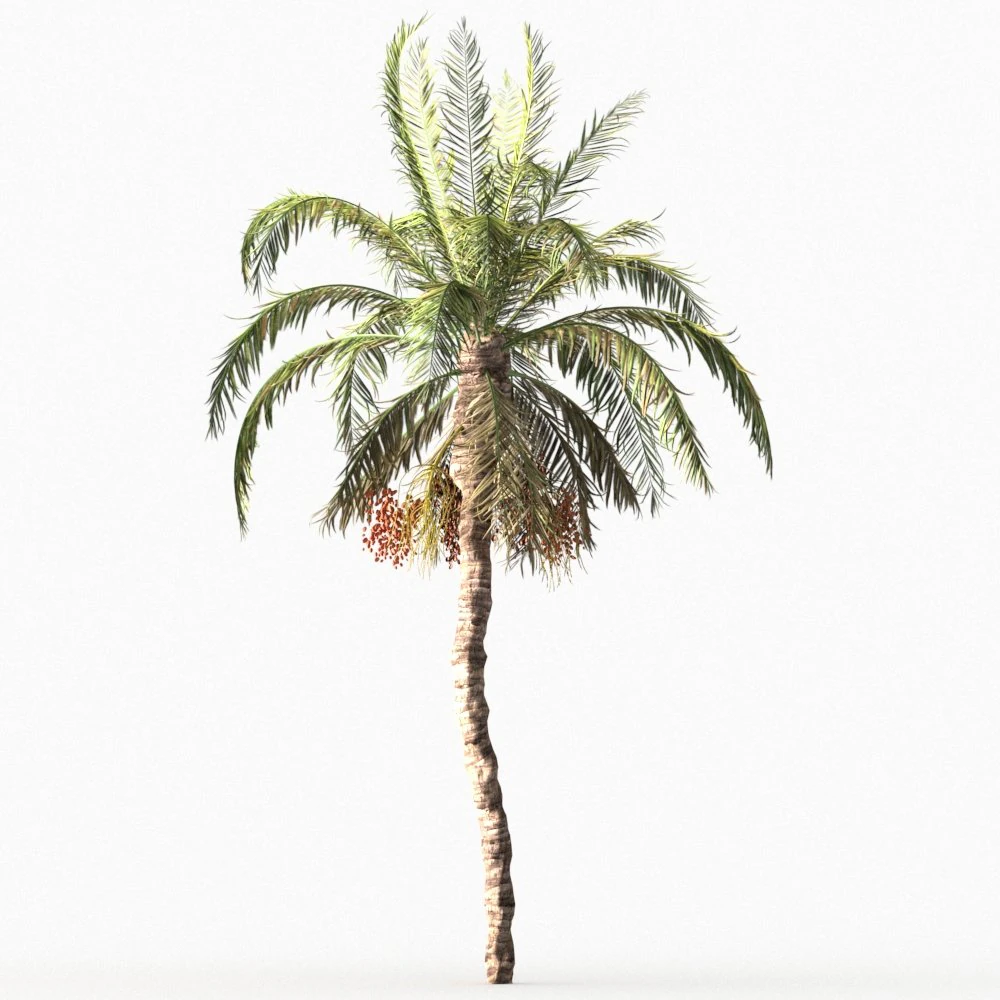 Date palmtree 3D Model .c4d .max .obj .3ds .fbx .stl .blend 