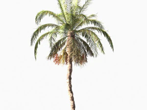 Palmera datilera Modelo 3D