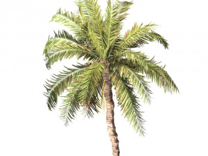 Date palmtree 3D 모델