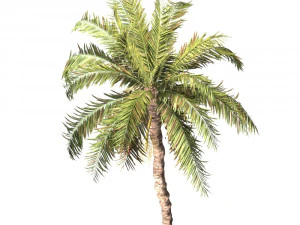 Date palmtree 3D Model