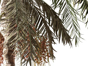 Date palmtree 3D Model