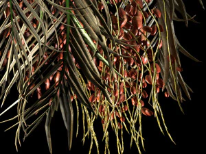 Date palmtree 3D Model