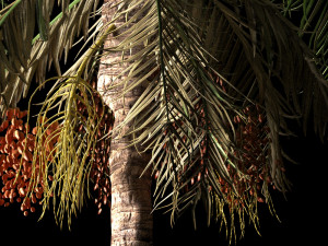 Date palmtree 3D 모델