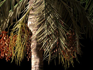 Date palmtree 3D Model