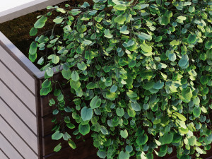 Outdoor plant Modèle 3D