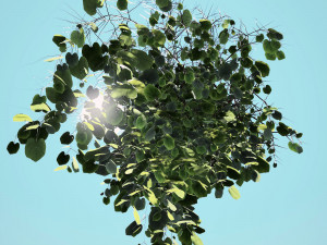 Outdoor plant Modèle 3D