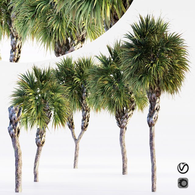 Palmettopalm tree 3D-Modell .c4d .max .obj .3ds .fbx .stl .blend 