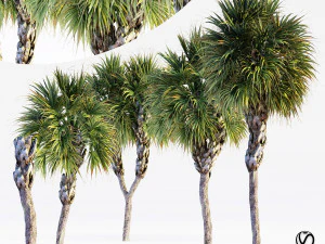 Palmettopalm tree 3D Model