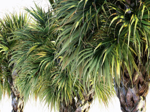 Palmettopalm tree 3D-Modell