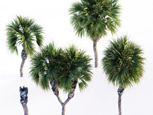 Palmettopalm tree 3D Model