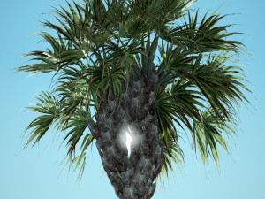 Palmettopalm tree 3D-Modell