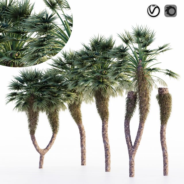 Chinese fan palm tree Modelo 3D .c4d .max .obj .3ds .fbx .stl .blend 