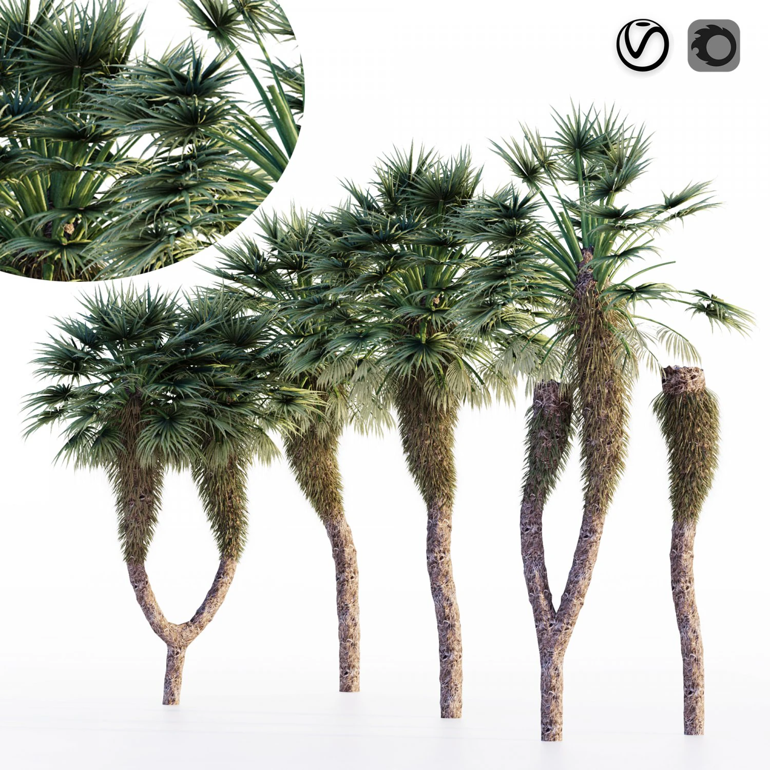 Chinese fan palm tree 3D Model .c4d .max .obj .3ds .fbx .stl .blend 