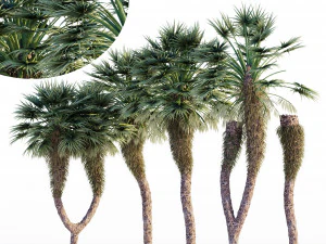 Palmeira-leque chinesa Modelo 3D