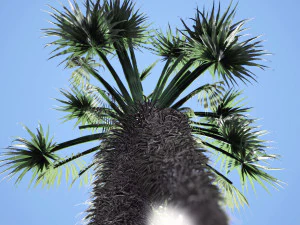 Chinese fan palm tree 3D Model