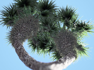 Chinese fan palm tree Modelo 3D