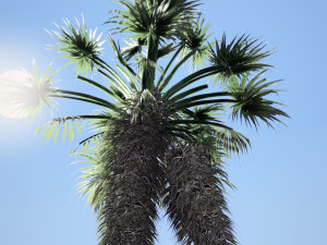 Chinese fan palm tree Modelo 3D