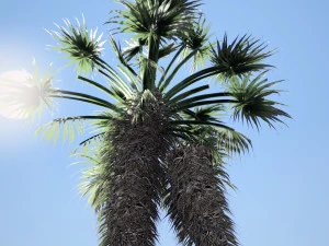 Chinese fan palm tree 3D Model