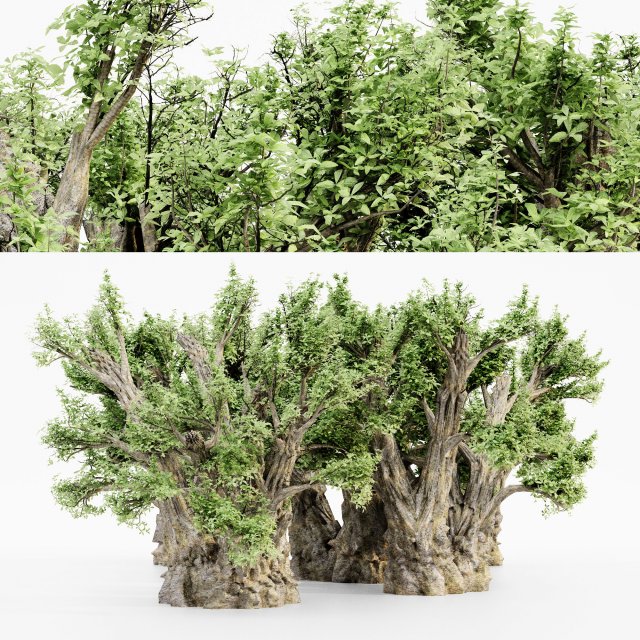 African baobab tree collection 3D-Modell .c4d .max .obj .3ds .fbx .stl .blend 