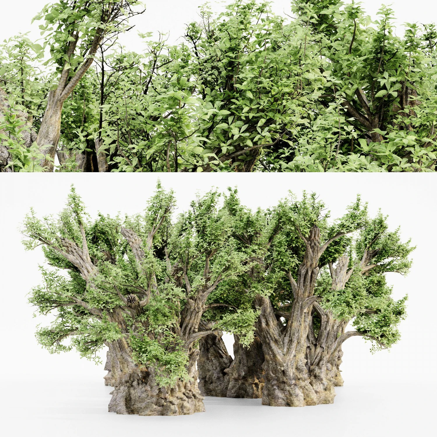 African baobab tree collection 3D Model .c4d .max .obj .3ds .fbx .stl .blend