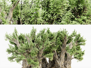 African baobab tree collection Model 3D