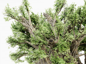 African baobab tree collection 3D Model