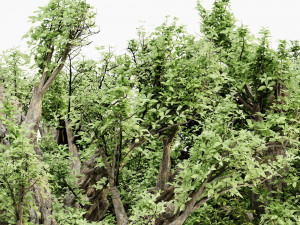 African baobab tree collection 3D-Modell