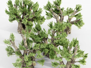 African baobab tree collection 3D Model