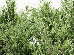 African olive tree 3 - s Modello 3D