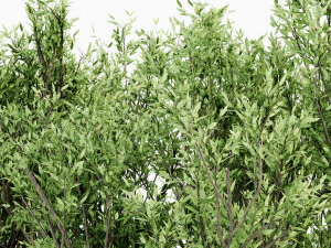 African olive tree 3 - s 3D Model