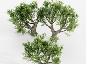 African olive tree 3 - s Modello 3D
