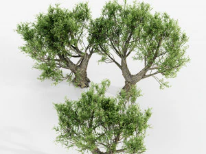 African olive tree 3 - s 3D Model
