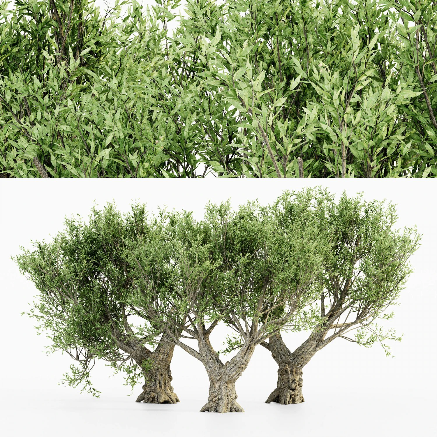 African olive tree 3 - s 3D Model .c4d .max .obj .3ds .fbx .stl .blend 