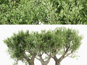 African olive tree 3 - s 3D Model