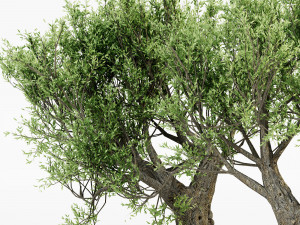 African olive tree 3 - s Modello 3D
