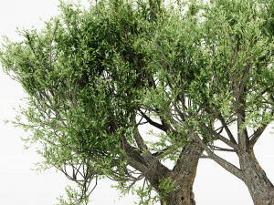 African olive tree 3 - s 3D Model