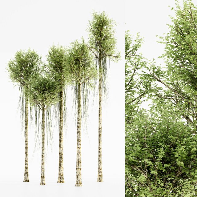 Agarwood tree collection 3D-Modell .c4d .max .obj .3ds .fbx .stl .blend 
