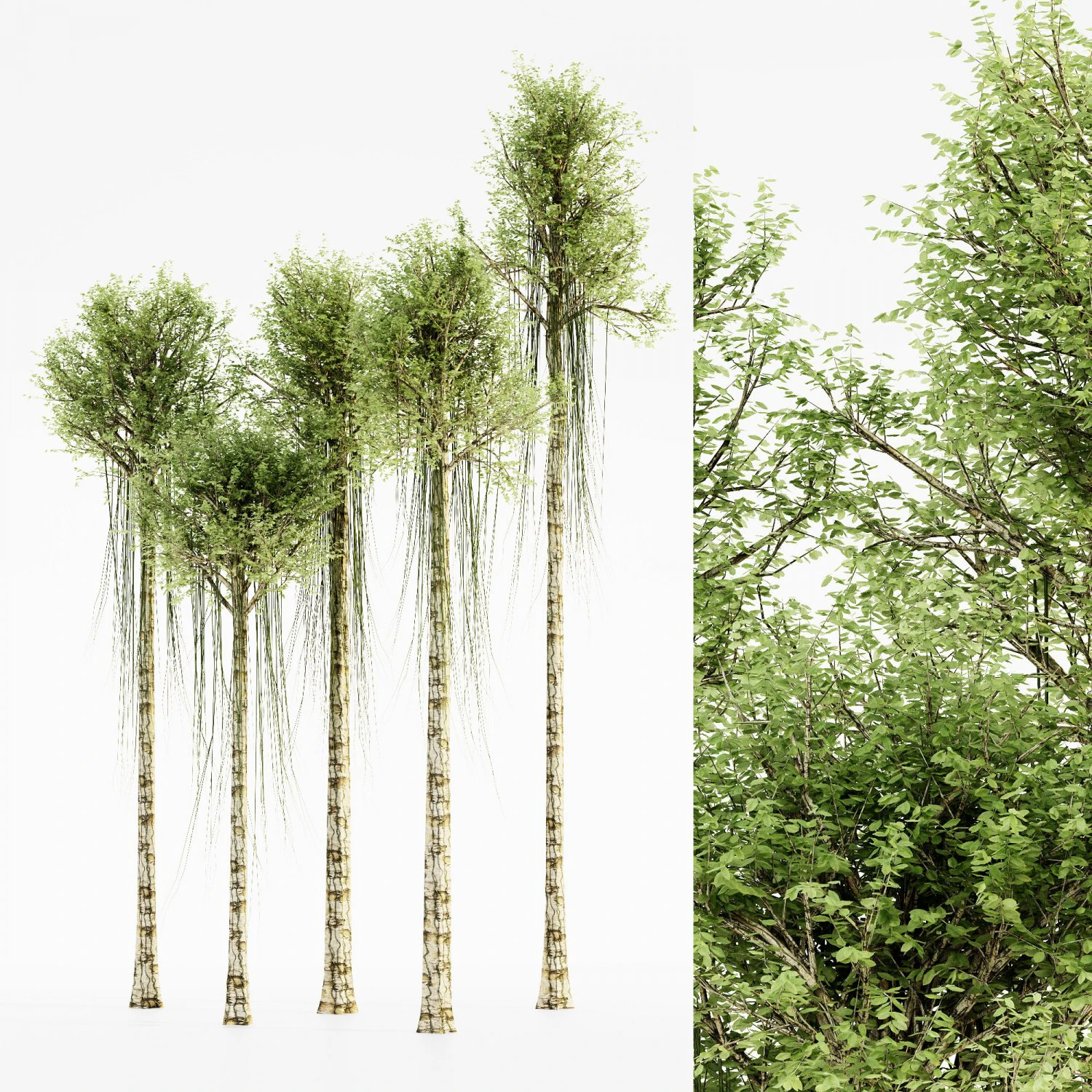 Agarwood tree collection 3D Model .c4d .max .obj .3ds .fbx .stl .blend 