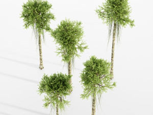 Agarwood tree collection 3D-Modell