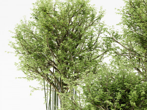 Agarwood tree collection 3D-Modell