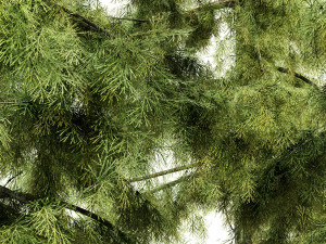 Alaska cedar tree collection 3D 모델