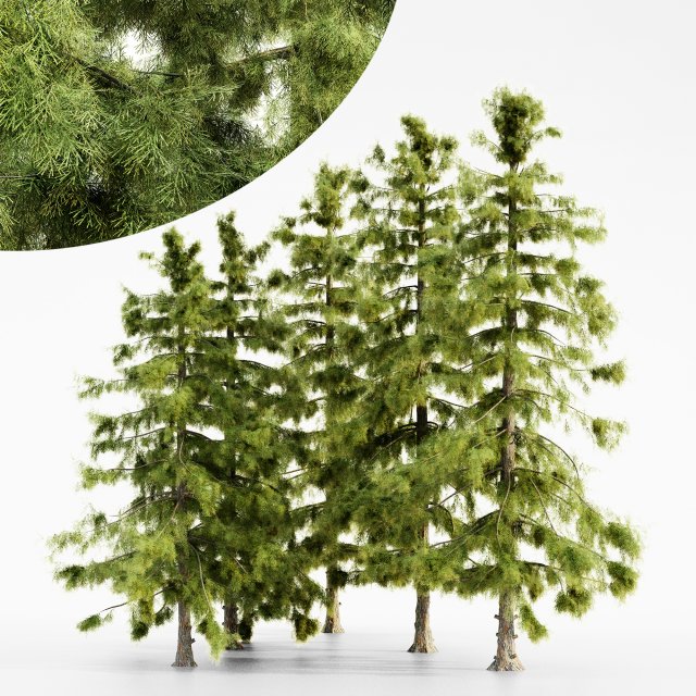 Alaska cedar tree collection 3D 모델 .c4d .max .obj .3ds .fbx .stl .blend 